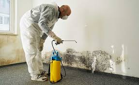 Mold Odor Removal Services in Irwin, PA