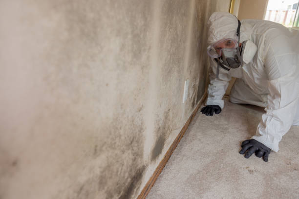 Why You Should Choose Our Mold Remediation Services in Irwin, PA